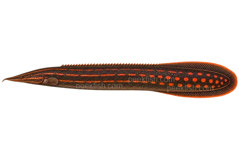 AI illustration of Mastacembelus erythrotaenia, complete left-facing side view
