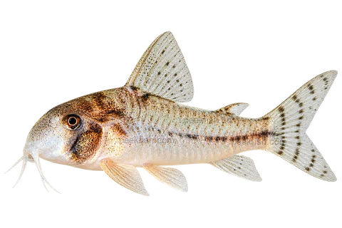 Hoplisoma rikbaktsa left-facing AI illustration