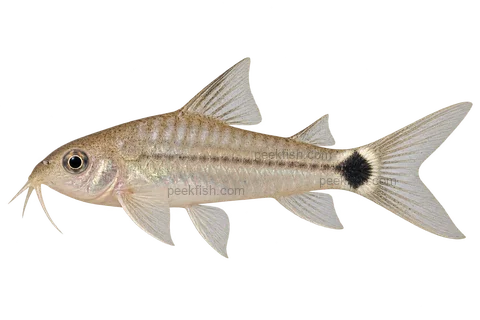 Tail-spot Pygmy Cory — AI-generated left-facing illustration
