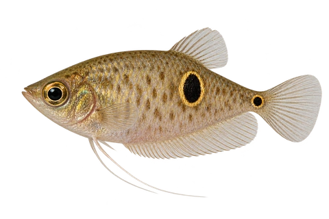 Parasphaerichthys ocellatus完整左向侧面AI示意图