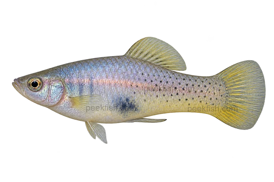 Left-facing speckled adult male Xiphophorus evelynae AI illustration with pale blue-silver body and yellowish fins.