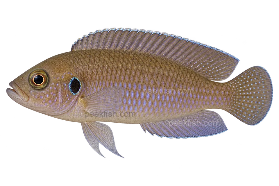 Lamprologus ocellatus完整左向侧面AI示意图