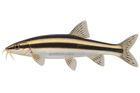 Ambastaia nigrolineata — left-facing adult AI illustration, not a photograph