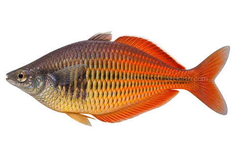 AI illustration of Melanotaenia ajamaruensis, complete left-facing side view
