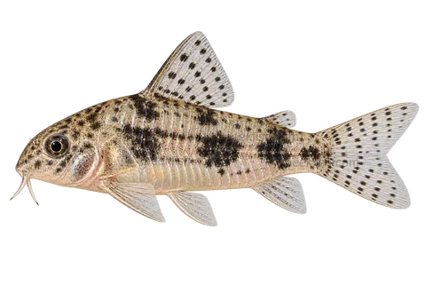 Salt and Pepper Cory — AI-generated left-facing adult illustration