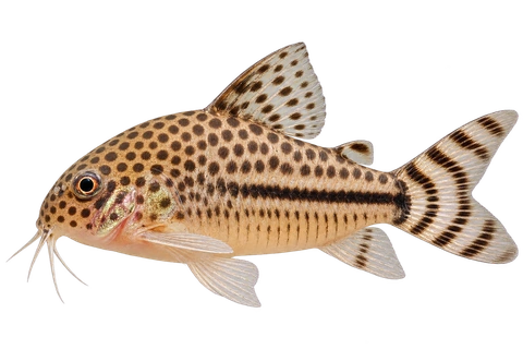 Hoplisoma knaacki 朝左透明侧面AI示意图