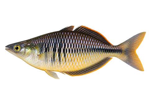 Melanotaenia susii male left-facing AI illustration