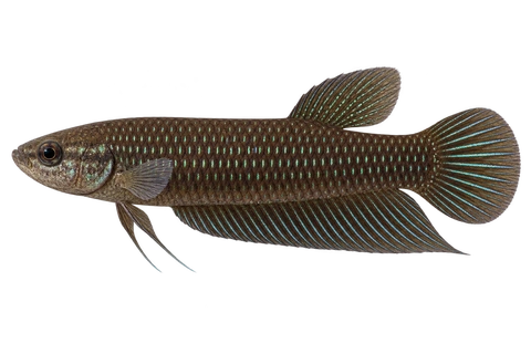 Betta bellica,自然色成熟雄鱼,AI 生成左向侧面示意图