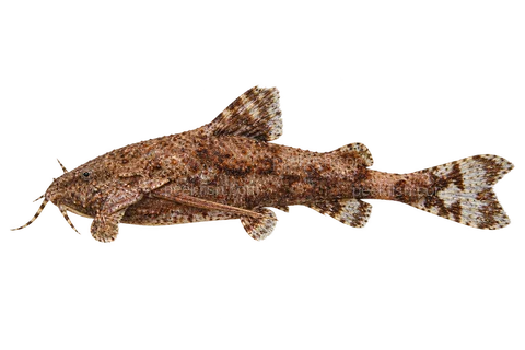 侏儒锚鲶(Erethistes jerdoni)自然型成体左向侧面AI示意图