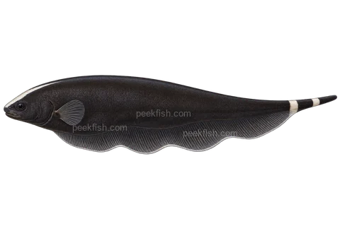 Black ghost knifefish, left-facing adult natural-colour AI side-view illustration