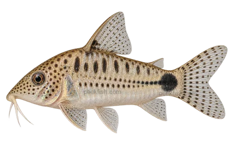 AI illustration of Brochis spectabilis, complete left-facing side view