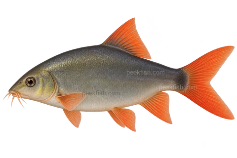 Yasuhikotakia modesta — natural-colour representative adult, sex unspecified; left-facing AI illustration, not a photograph.