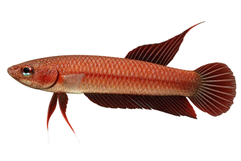 Betta rutilans完整左向侧面AI示意图