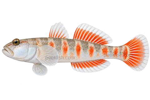 Zhou’s scarlet goby adult male in left-facing side view; AI-generated illustration