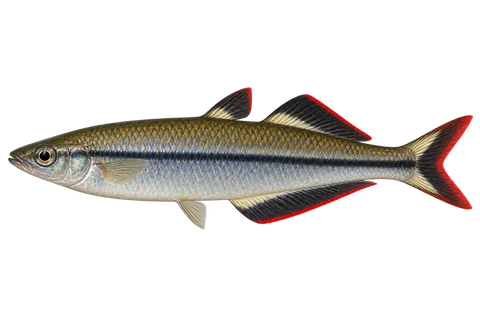 Bedotia madagascariensis 成体雄鱼完整左向侧面AI示意图（ordinary adult male）
