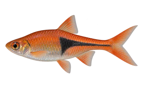 Lambchop rasbora — left-facing AI-generated natural-coloured adult male, not a photograph