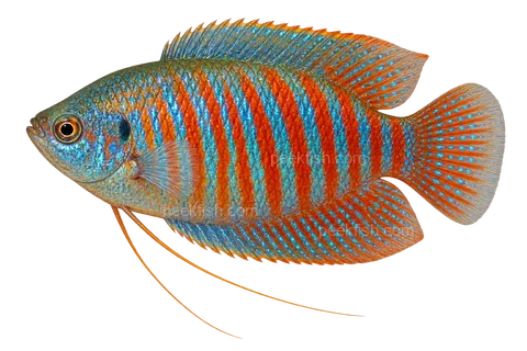 AI illustration of a left-facing adult male dwarf gourami with red and blue bands and two long threadlike pelvic fins