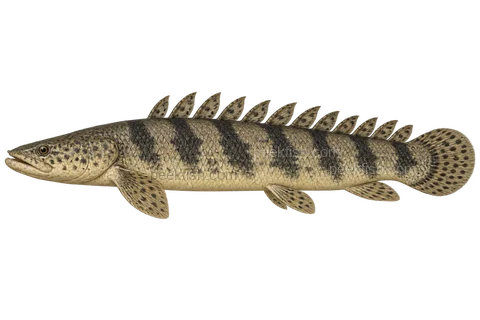Saddled bichir, adult natural-colour left-facing AI illustration