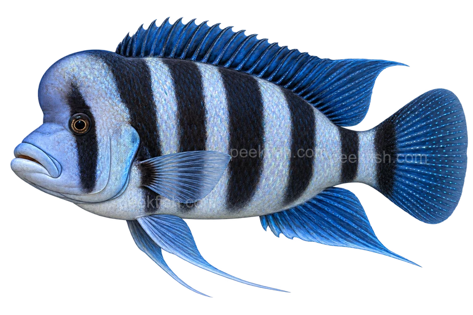 Cyphotilapia frontosa成体宽竖带左向侧面AI示意图,具体产地型未指定