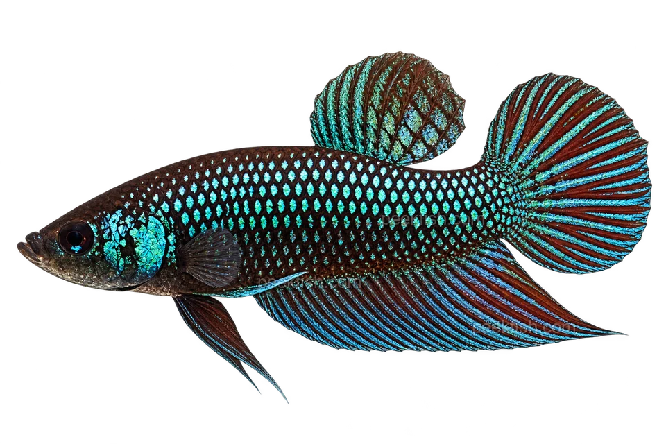 AI illustration of Betta smaragdina, complete left-facing side view