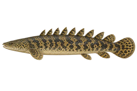 Ornate bichir, adult natural-colour left-facing AI illustration