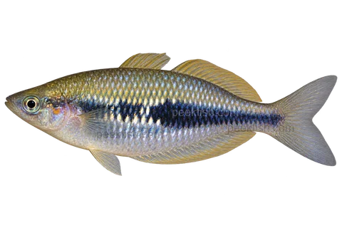 AI illustration of Melanotaenia misoolensis, complete left-facing side view