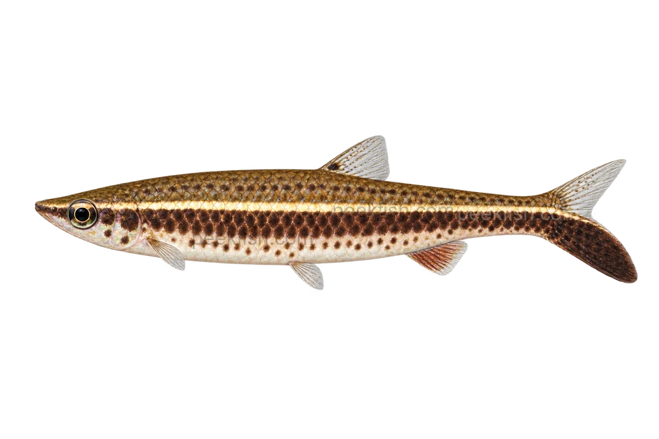 Hockeystick pencilfish — AI-generated side-view illustration