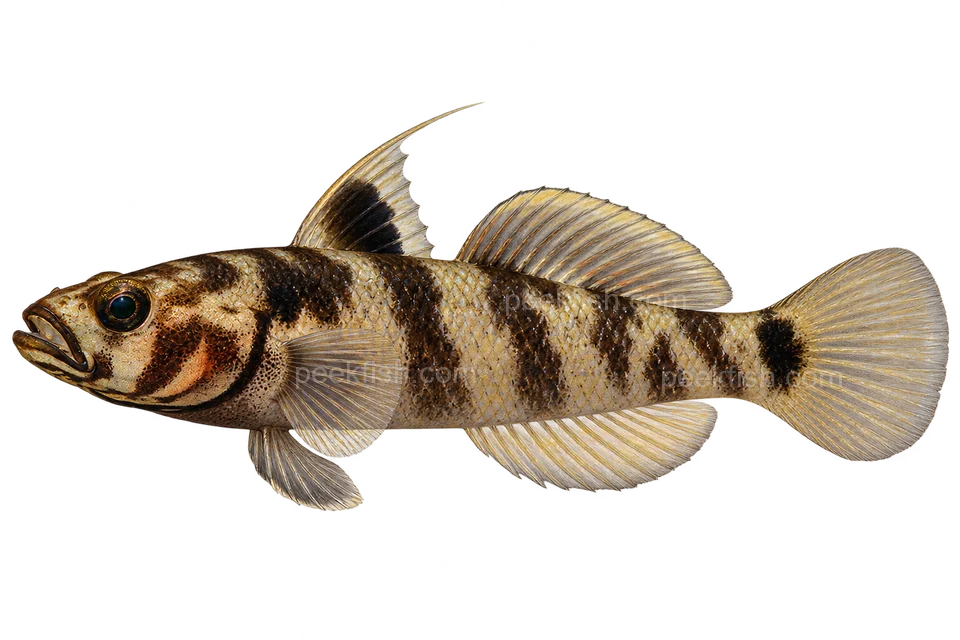 Lake Matano goby adult male in left-facing side view; AI-generated illustration
