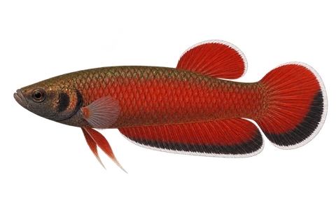 Betta channoides,自然色成熟雄鱼,AI 生成左向侧面示意图