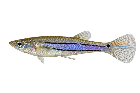 Poecilia parae 蓝色melanzona型成年雄鱼左向AI示意图,两条黑色纵纹之间呈蓝紫色。