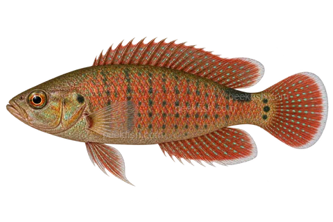 Burmese badis — AI-generated side-profile illustration