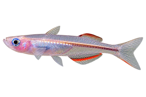 Pseudomugil pellucidus 自然型代表外观,朝左侧面AI示意图,非实拍。