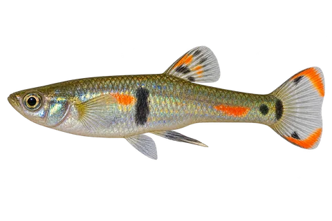 Poecilia wingei 自然型成年雄鱼侧面AI示意图,身体细长,金属绿橙色体侧有独立暗斑,普通透明尾鳍带彩色边缘;不认证具体产地。