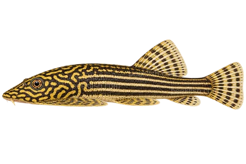 Sewellia lineolata — left-facing adult AI illustration, not a photograph