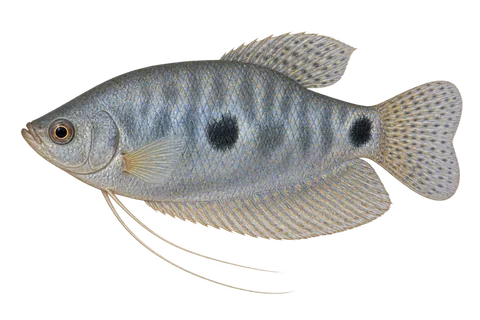 三斑丝足鲈 (Trichopodus trichopterus) AI示意图
