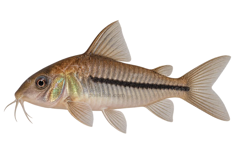 Hoplisoma baderi完整左向侧面AI示意图