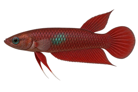 Betta brownorum,自然色成熟雄鱼,AI 生成左向侧面示意图
