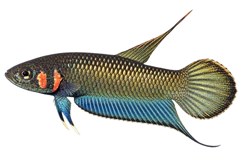 AI illustration of Betta strohi, complete left-facing side view