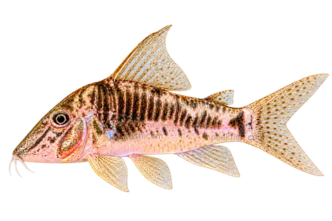 Full left-facing side-view AI illustration of Corydoras sarareensis