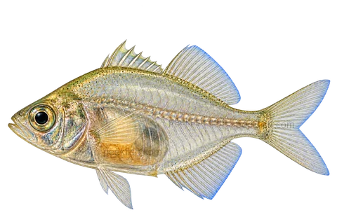 Indian glassfish, natural-colour adult male, left-facing AI illustration