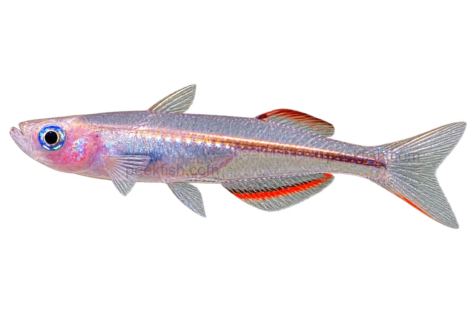 Pseudomugil pellucidus, natural-form representative in left-facing lateral AI illustration; not a photograph.
