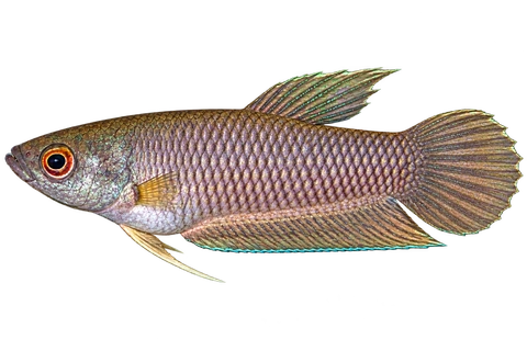 Betta spilotogena完整左向侧面AI示意图