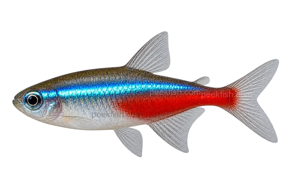 Neon tetra — AI-generated side-view illustration