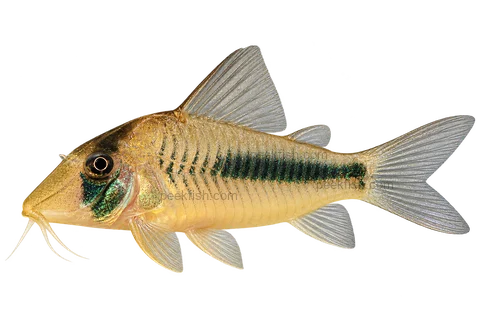 Corydoras amapaensis left-facing AI illustration