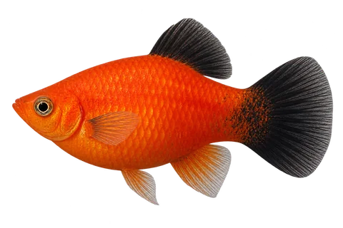 Xiphophorus maculatus 人工红色黑尾普通体形侧面AI示意图,育种血统未经核实。
