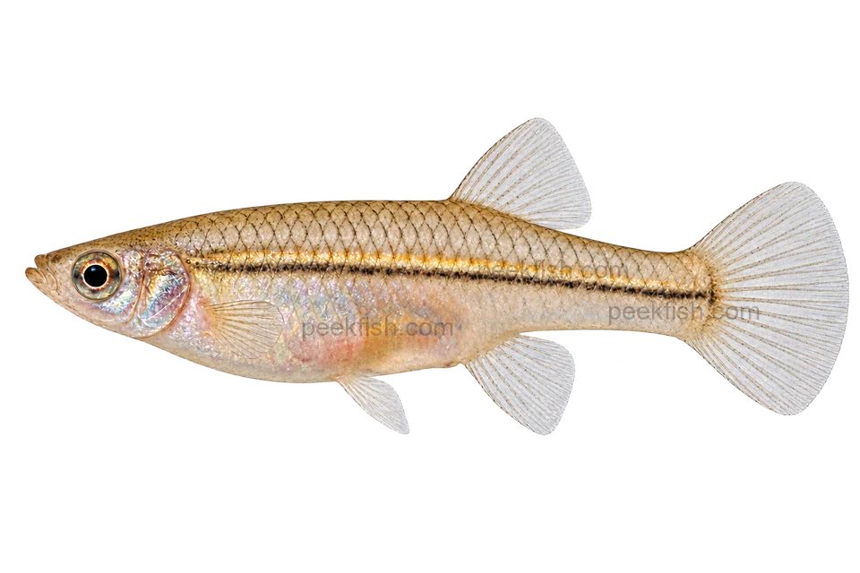 Left-facing adult female Poeciliopsis prolifica AI illustration, pale silver body, fine dark line and clear ordinary anal fin.