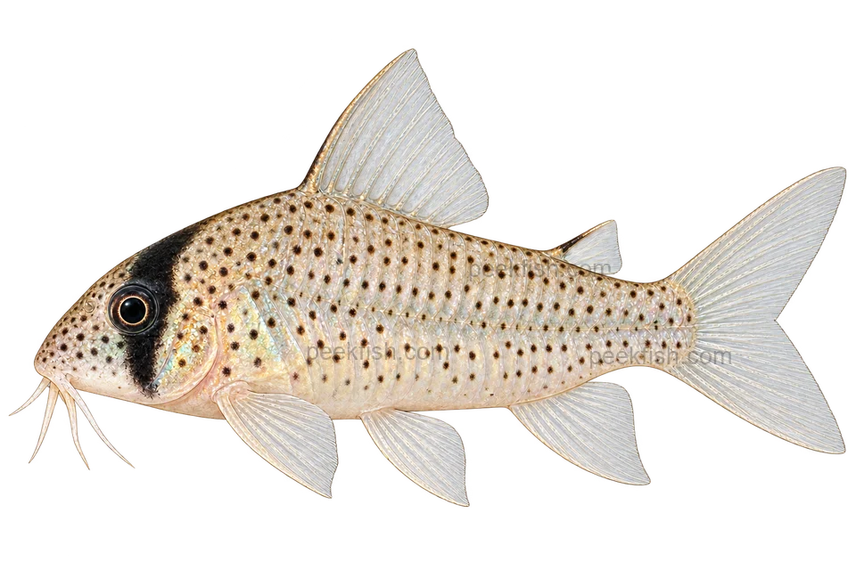 AI illustration of Hoplisoma atropersonatum, complete left-facing side view