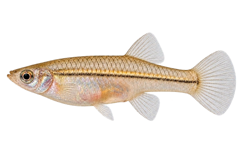 Poeciliopsis prolifica 成年雌鱼左向AI示意图,淡银体色、细暗纵线和透明普通臀鳍。