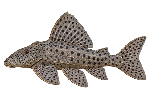 AI illustration of adult Leporacanthicus joselimai in left-facing side view; not a photograph.