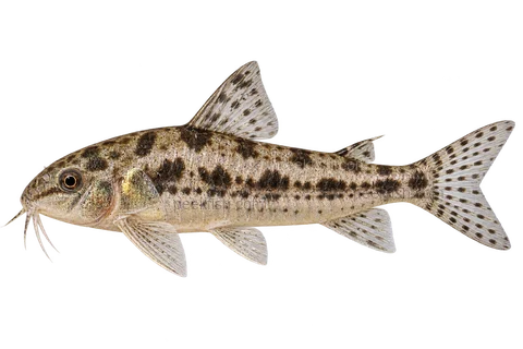 AI illustration of Aspidoras raimundi, complete left-facing side view